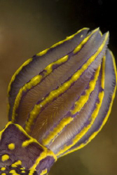 (hypselodoris picta)  GILLS Canon EOS 5D macro 100 mm by Miro Polensek 